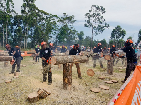 Knysna Timber Festival 2020. World record chainsaws