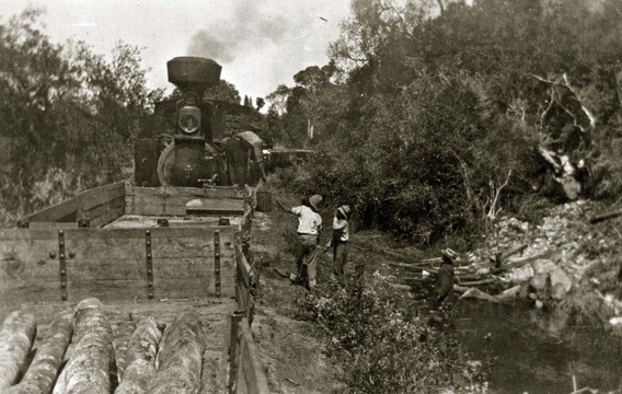 Knysna Coffee Pot Railway, South Western Railway Co Ltd, Knysna forest railway