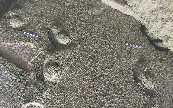 Fossil hominin footprints near Knysna, South Africa. Image: Charles W. Helm