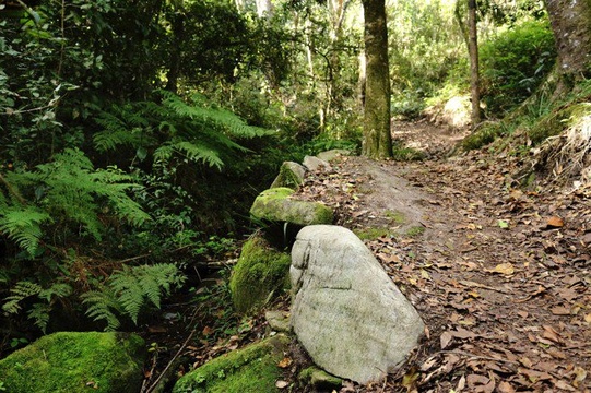 Garden Route National Park, Knysna Forests