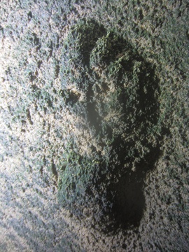 Fossil hominin footprint near Knysna, South Africa. Image: Charles W. Helm