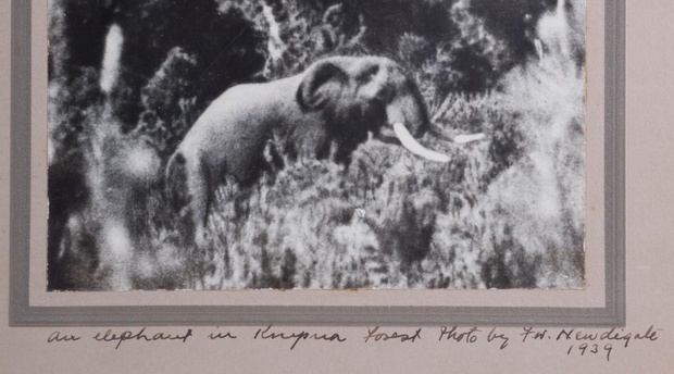 Knysna forest, elephant, 1939. 