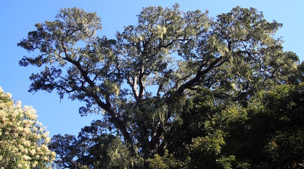 Afrocarpus falcatus CREDIT Zoe Poulsen via iNaturalist